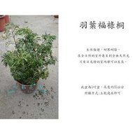 心栽花坊-羽葉福祿桐/裂葉福祿桐/5吋/觀葉植物/室內植物/綠化植物/售價120特價100