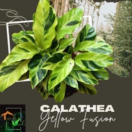 Calathea Yellow Fusion Live Plants