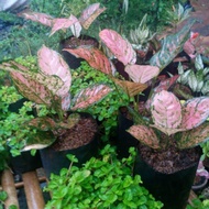 KUYYY tanaman hias aglaonema kirana / aglaonema ruby kirana [PACKING