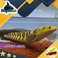 IKAN HIAS GABUS CHANNA YELLOW SENTARUM YS XL AQUARIUM AQUASCAPE