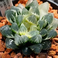 北極之光玉露錦 糊斑趨勢 A-24 十二卷 多肉 雨林 室內植物 仙人球 塊根 龍舌蘭 花燭 海芋 潮流植物SRL