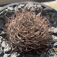 SG3351-逆豹丸智利球/密刺靚球🔥多肉植物小盆栽禮物🔥