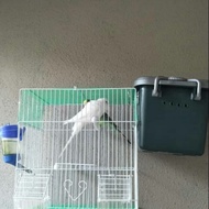 cage breeding budgie