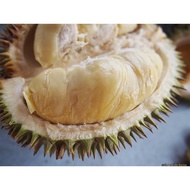 [232] 🇲🇾 READY STOCK Anak Pokok Durian Kampung (Biji Benih) Semaian Dalam Polibag