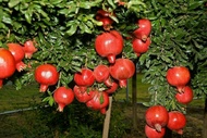 bibit buah delima merah