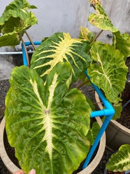 ไวท์ลาวา  Colocasia white lava