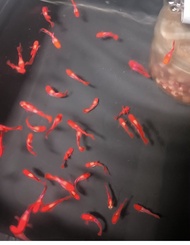 Guppy Koi Albino