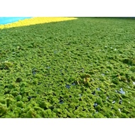 Azolla makanan untuk ternakan