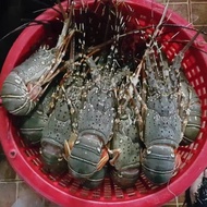Lobster Laut Segar Fresh Dan Bergaransi 1Kg