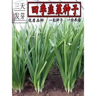 Four Seasons Leek Seeds Big Leaf Leek Seeds Cut Stubborn Multiple Harvest Red Roots Leeks Vegetables