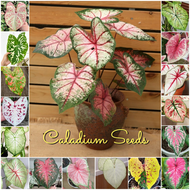 ปลูกง่าย เมล็ดสด100% เมล็ดพันธุ์ "ราชินีใบไม้" บรรจุ 100 เมล็ด คละสี Caladium Plant Seeds ต้นไม้บอลสี เมล็ดดอกไม้ เมล็ดบอนสี ต้นไม้มงคล บอนสี ดอกไม้ปลูกสวยๆ เมล็ดพันธุ์ดอกไม้ ไม้ประดับ พันธุ์ดอกไม้ ต้นบอนสี ดอกไม้ปลูก แต่งบ้านและสวน Seeds for planting