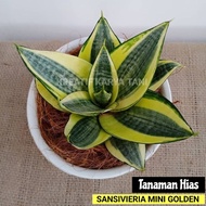 Tanaman hias sansievera mini golden - Sansivera mini golden