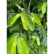 Fresh custard apple leaves (300g, 500g)