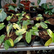 Spesial Tanaman Hias Philodendron Burle Marx Varigata