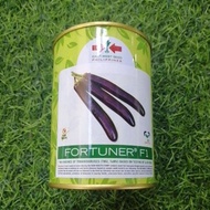 eggplant seeds ✿Fortuner F1 50g Talong/Eggplant Seeds☼