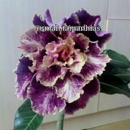 Adenium Ebay Us Frangipani ornamental plant Japanese Frangipani plant seeds