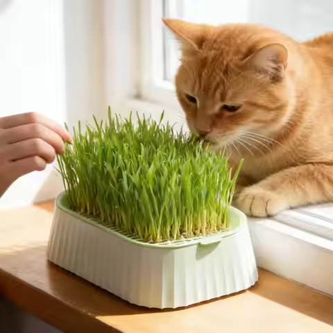 Pet Cat Grass Planter Box Cat Grass Growing tray Hydroponic Cat Grass Planter Wheat Grass Growing Po