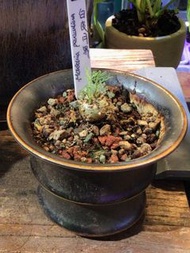 白皮月界 Monsonia Peniculina