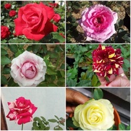 Sudah Berbunga Tanaman Hias Mawar / Bunga Mawar/ Pohon Mawar