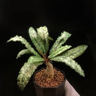 SG2155-稀有克氏大戟🔥多肉植物小盆栽禮物🔥