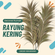 Rayung Stik Decoration Bunga Kering Dekorasi Rayung Pampas Rayung Home Decor Bunga