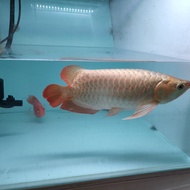 Ikan ARWANA AROWANA SUPER RED Short Body 40cm