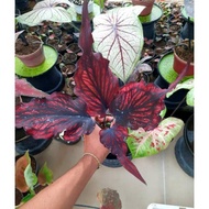 Tanaman Hias Caladium/keladi Hias Red Stone