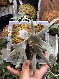 侏儒玉女鹿角蕨（Platycerium willinckii ’Jade Girl‘）