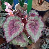 begonia keong jumbo