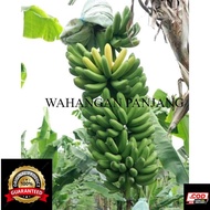 Bibit pisang barangan