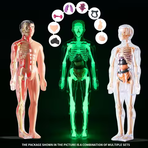 Human Body Structure Model, Organs, Bones, Detachable Assembly, Biological Anatomy, Medicine, 3D Bod