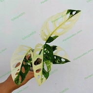 Monstera adansonii variegata jepang - tanaman janda bolong varigata