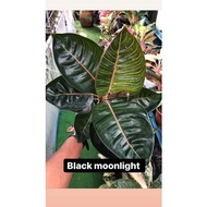 Aglaonema black moonlight