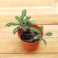 Euphorbia decaryi (Live plant)