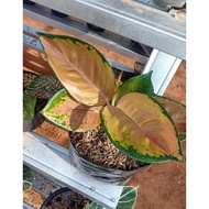 Tanaman Hias - Bunga Murah - Aglonema - Aglaonema Sultan Brunei