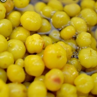 Cermai Water/Wet Candied Fruit 300 grams