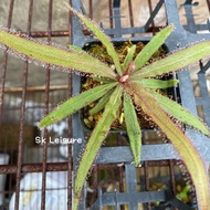 Drosera adelae 7-8cm -Live carnivorous plants 阿迪露毛毡苔 >Malaysia Ready Stock<