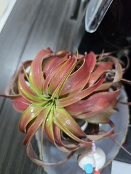 愛情結 Tillandsia 空氣鳳梨