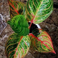 aglonema Dewi Hughes anakan baby alam taman indah