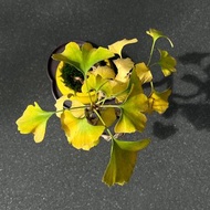 銀杏∣中品風飄盆景