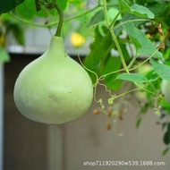 Gourd Seeds Persimmon Gourd Round Gourd Seeds Gourd Seeds Gourd Seeds Swan Gourd Ornamental Edible