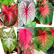POKOK KELADI MURAH (PART 2) CALADIUM LIVE PLANT USA THAI 彩叶芋植物 一物一拍 RARE HYBRID THAILAND