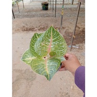 Aglaonema Moonlight Remaja