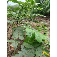 DAUN GELENGGANG UNTUK RAWATAN SAKIT KULIT EZEMA PANAU KURAP GATAL /60 HELAI