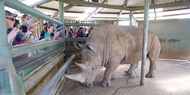 Monarto Safari Park: Interaksi Badak Hitam & Putih 