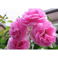 2 Paneer Rose Cuttings/Pink Rose cuttings/Keratan kampung pink Rose