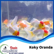 Ikan Mas Koki Koky Oranda Jambul Resket Aquarium Tawar