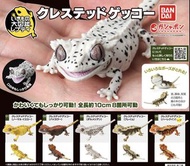 5 x 大圖鑑 爬蟲系列 睫角守宮 壁虎 Bandai 扭蛋全5種