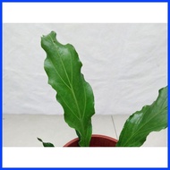 ╭ ▰ ➵ Anthurium plowmanii ( Wave of Love Anthurium Plant )