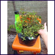 ▧ ♝ ☩  ️ Bucida  Garden Decorations